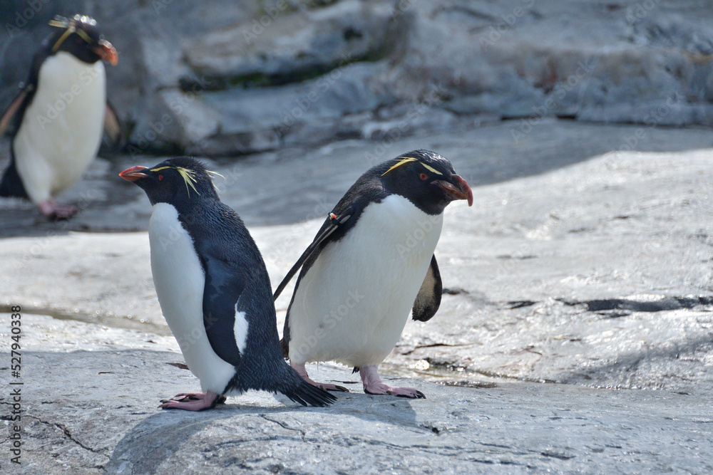 Fototapeta premium 動物園のイワトビペンギン