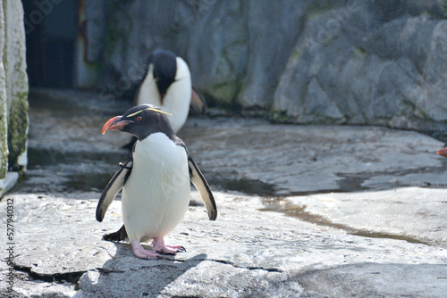 動物園のイワトビペンギン