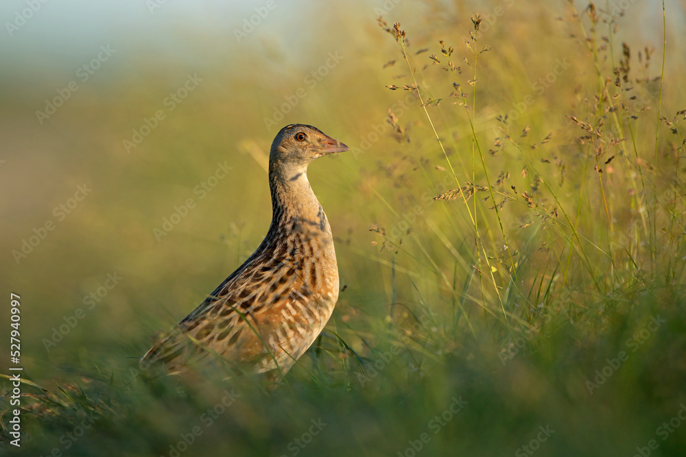 Derkacz (Crex crex) Derkacz (Crex crex)