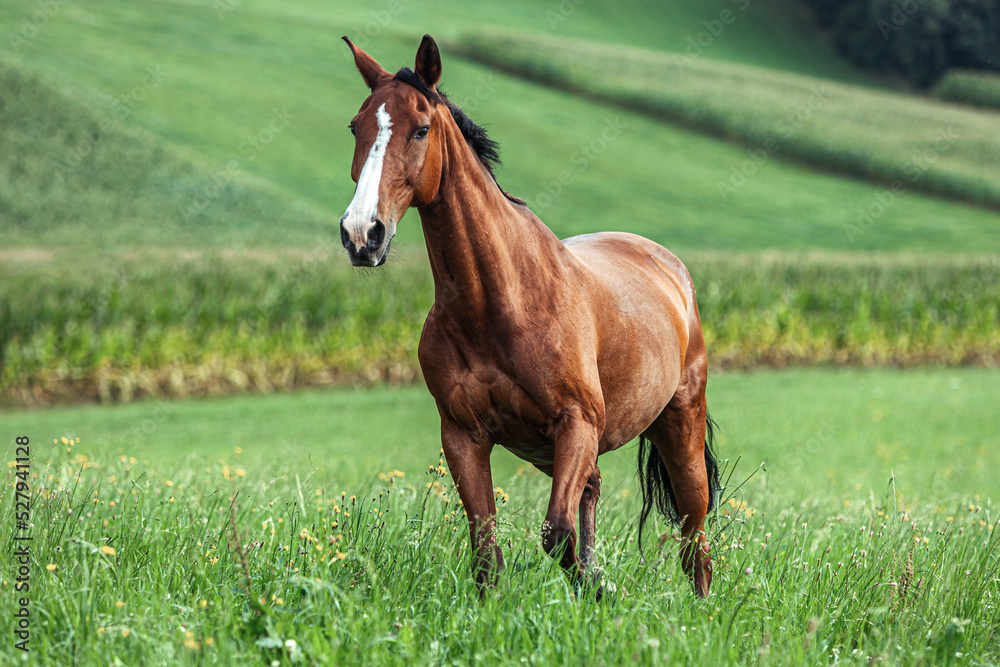 Portrait of a brown bay warmblood horse gelding running across a summer pasture outdoors Portrait of a brown bay warmblood horse gelding running across a summer pasture outdoors