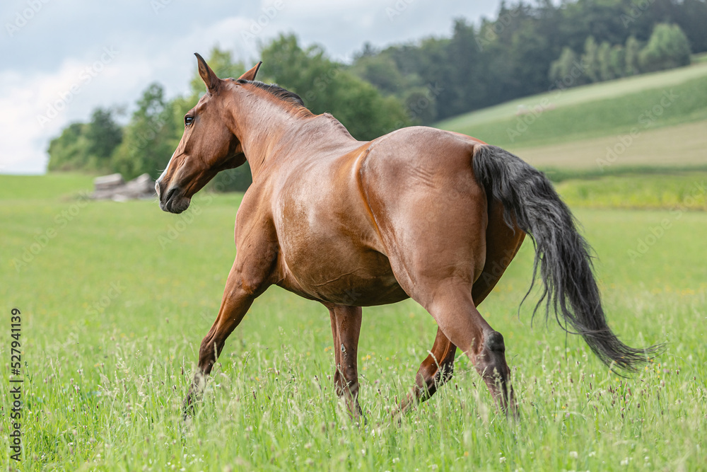 Portrait of a brown bay warmblood horse gelding running across a summer pasture outdoors