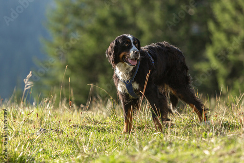 Portrait of a young bernese mountain crossbreed dog on a meadow in summer outdoors during sundown