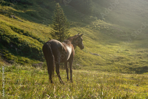 Portrait of a horse grazing on a mountain pasture in the alps of allgäu and austria © Annabell Gsödl