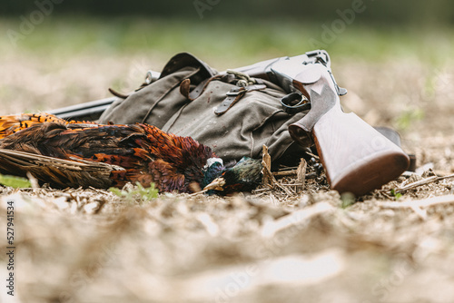 Classical hunter scenery: Portrait of a dead pheasant in front of a backpack and a rifle. Hunters prey photo