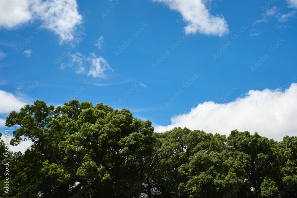 Minimalist Cloudy Sky with Green Trees Minimalist Cloudy Sky with Green Trees