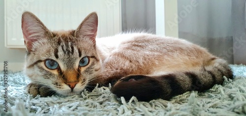 Ojos Azules is a breed of domestic cat. A beautiful cat with blue eyes is resting. A cute cat is lying on the carpet. A beautiful cat of a rare breed with rough eyes. photo