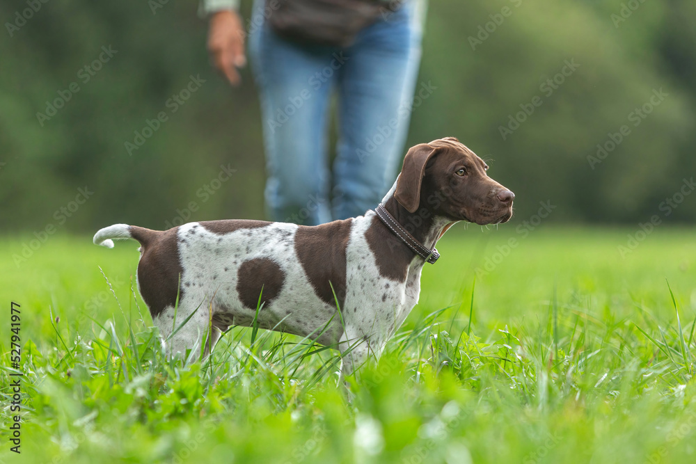 Portrait of a cute braque francais puppy dog on a meadow in summer outdoors