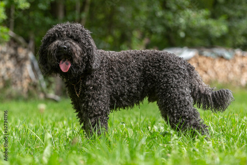 Portrait of a cute french barbet water dog hound breed in late summer outdoors photo