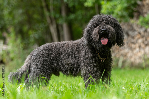 Portrait of a cute french barbet water dog hound breed in late summer outdoors photo