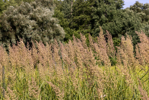 green grass in a field in the summer, a field with