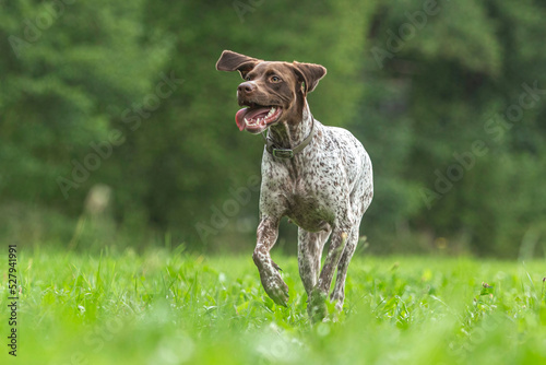 Photography Cute dog group scenery: Portrait of braque francais dogs playing together on a m