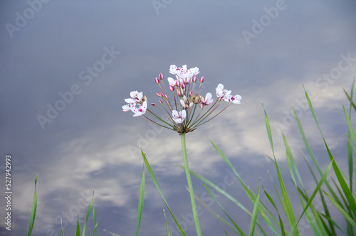 Susak umbellic grows on the shore of the river. Plant with pink flowers.  photo