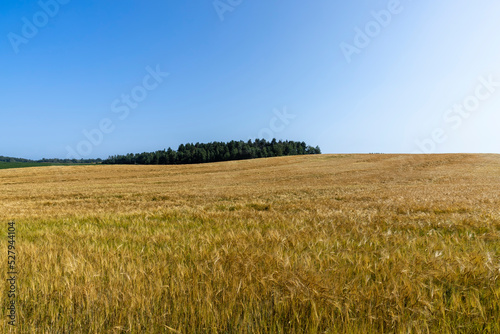 ripe wheat harvest in summer