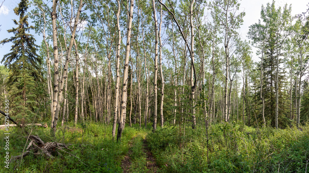 Wilderness of the boreal forest in northern Canada, Yukon Territory during summer time with poplar and birch trees. Wilderness of the boreal forest in northern Canada, Yukon Territory during summer time with poplar and birch trees.