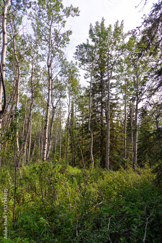 Wilderness of the boreal forest in northern Canada  Yukon Territory during summer time with poplar and birch trees. 