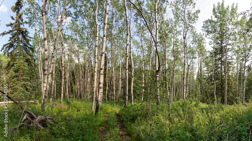 Wilderness of the boreal forest in northern Canada  Yukon Territory during summer time with poplar and birch trees. 