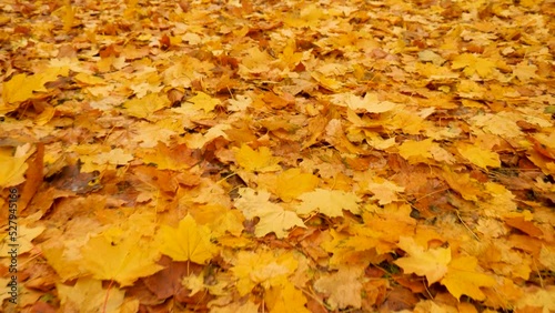 Foliage autumn concept. Slow motion autumn background leaf covered leaves park falling. Foliage background orange maple forest walk autumn park fall leaves ground. Abstract leaves maple fall season