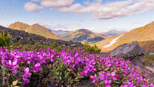 Stunning summertime views in Yukon Territory with bright pink dwarf Fireweed flowers. 