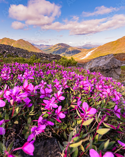 Incredible mountain views in northern Canada, Yukon Territory in summertime with bright pink, purple flowers. 