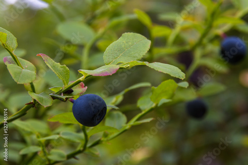 Dark blue ripe blueberry close-up on a twig of a bush in a natural environment, in the evening summer forest.