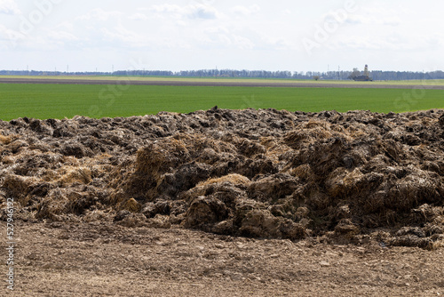Foto piles of humus manure on the field to fertilize the field territory