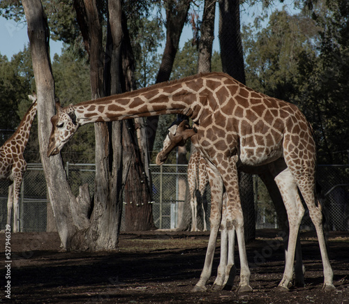 Giraffe standing, full body portrait looking down