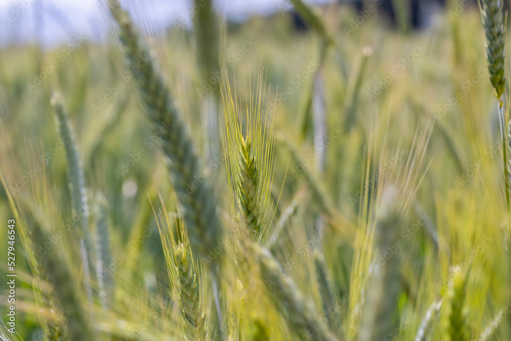 Wheat field with unripe wheat swaying in the wind Wheat field with unripe wheat swaying in the wind