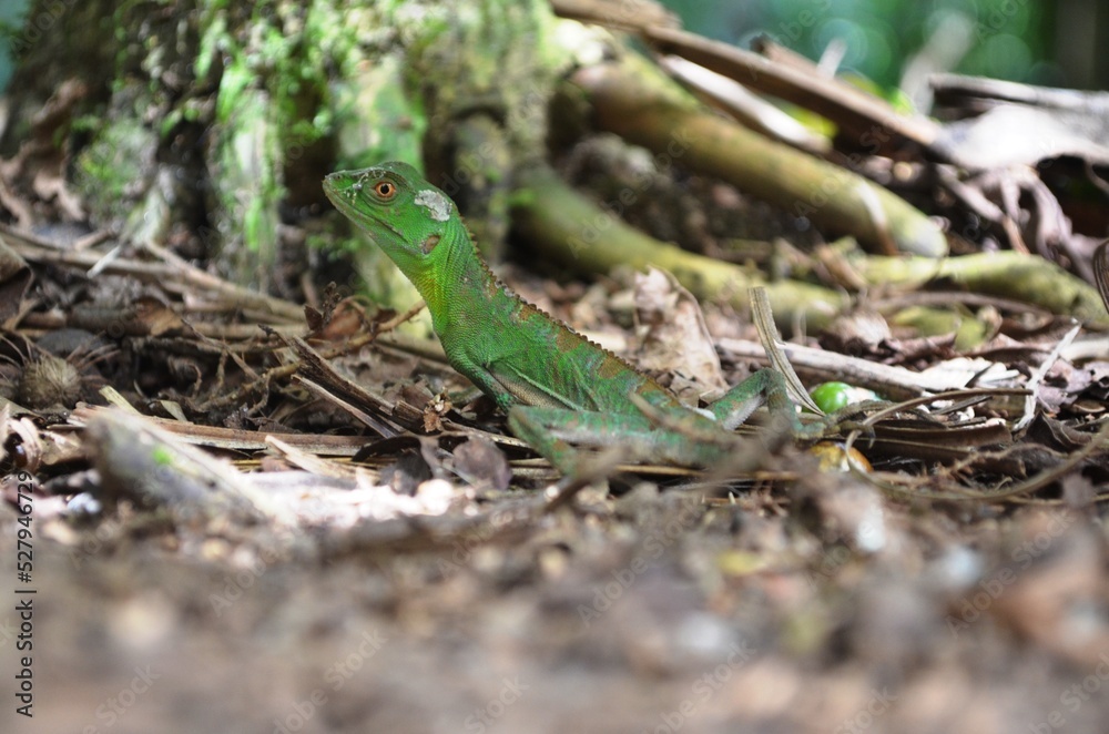 Lizard on the floor Lizard on the floor