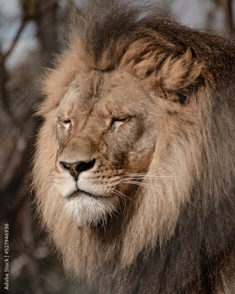 Obraz premium close up head shot of a male Lion eyes shut
