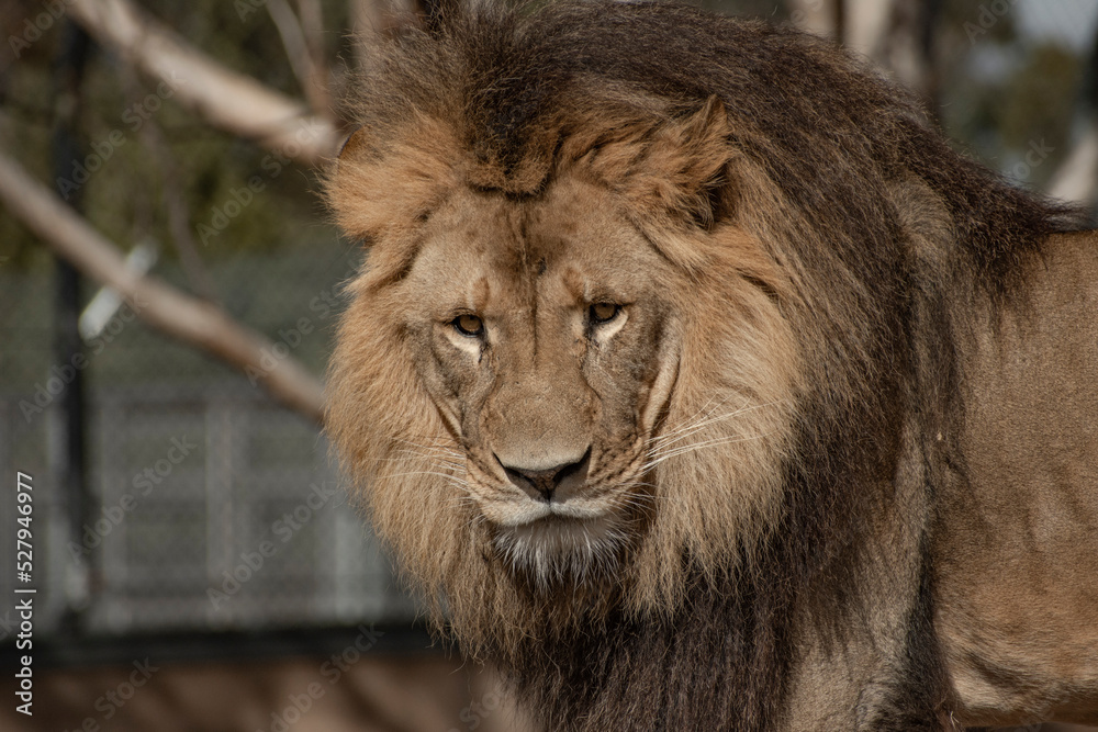 close up head shot of a male Lion