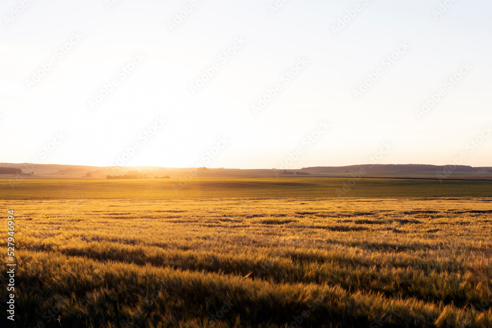 Sunset on an agricultural field in the summer Sunset on an agricultural field in the summer