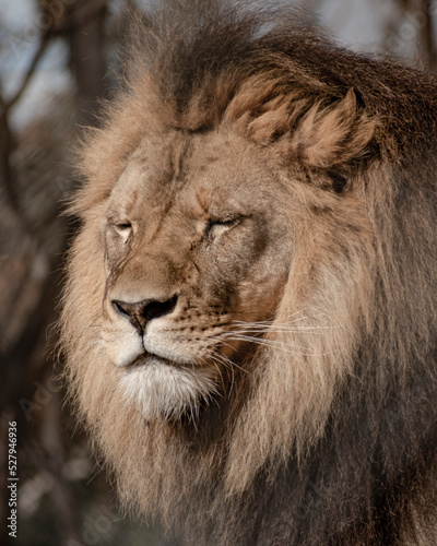 close up head shot of a male Lion eyes shut