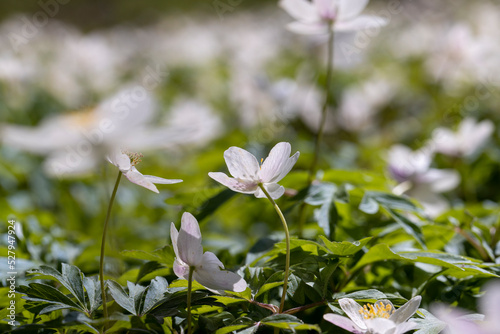 white spring anemones growing in the forest in spring