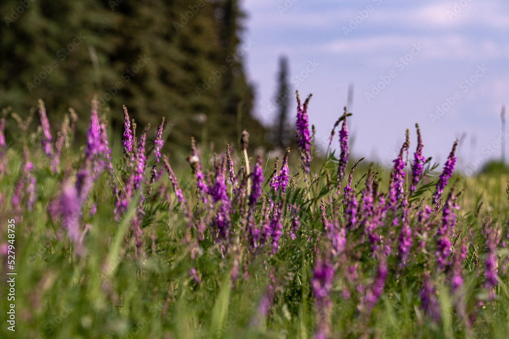 Naklejka premium Beautiful wild Fireweed flowers seen in northern Canada during summer.