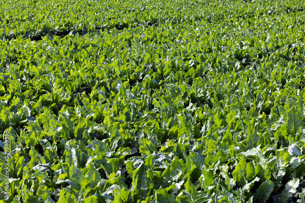 Growing beets in an agricultural field Growing beets in an agricultural field