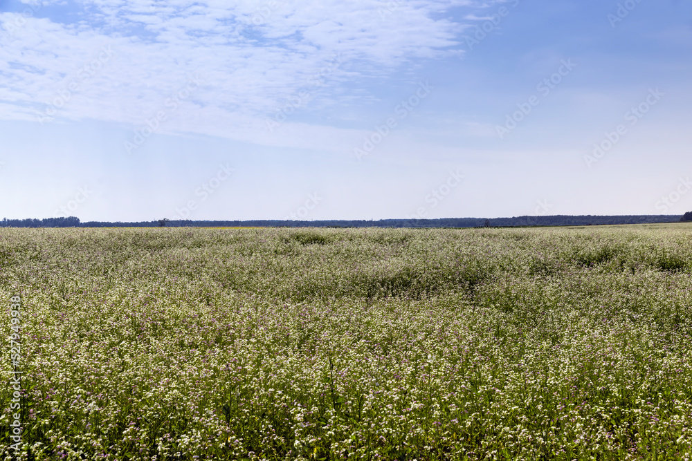 Agricultural field with white flowers for honey