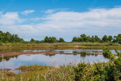 wetlands and marsh landscape