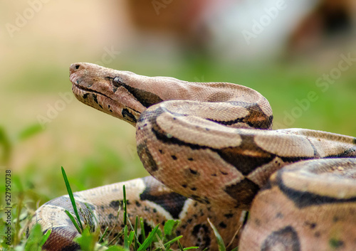 Fotografia cobra jibóia, boa constrictor costrictor