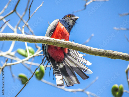 surucua de barriga vermelha, trogon curucui  photo