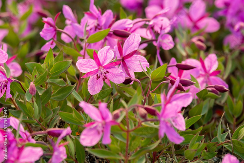 Bright pink, purple arctic dwarf fireweed flowers. Chamaenerion latifolium. 