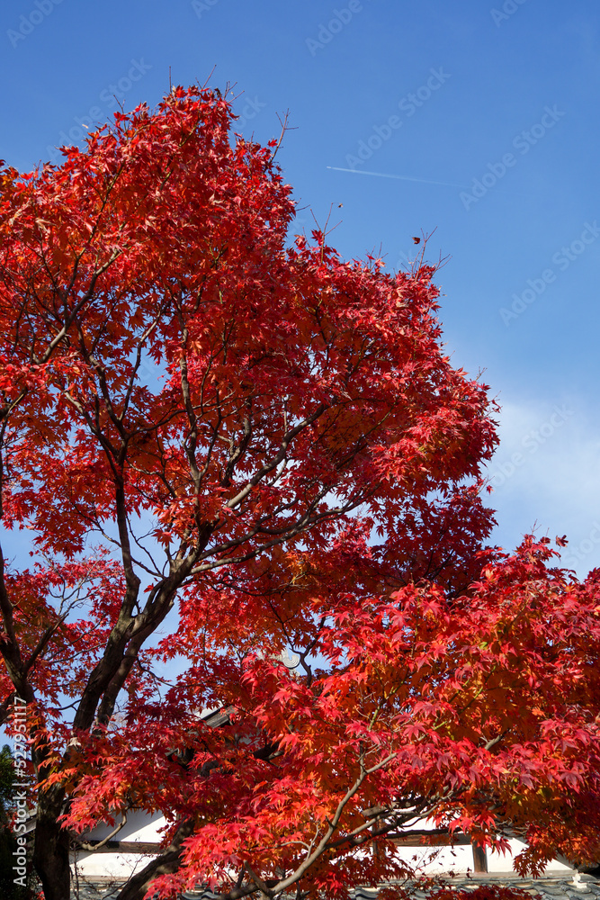 鷹峯源光庵の紅葉