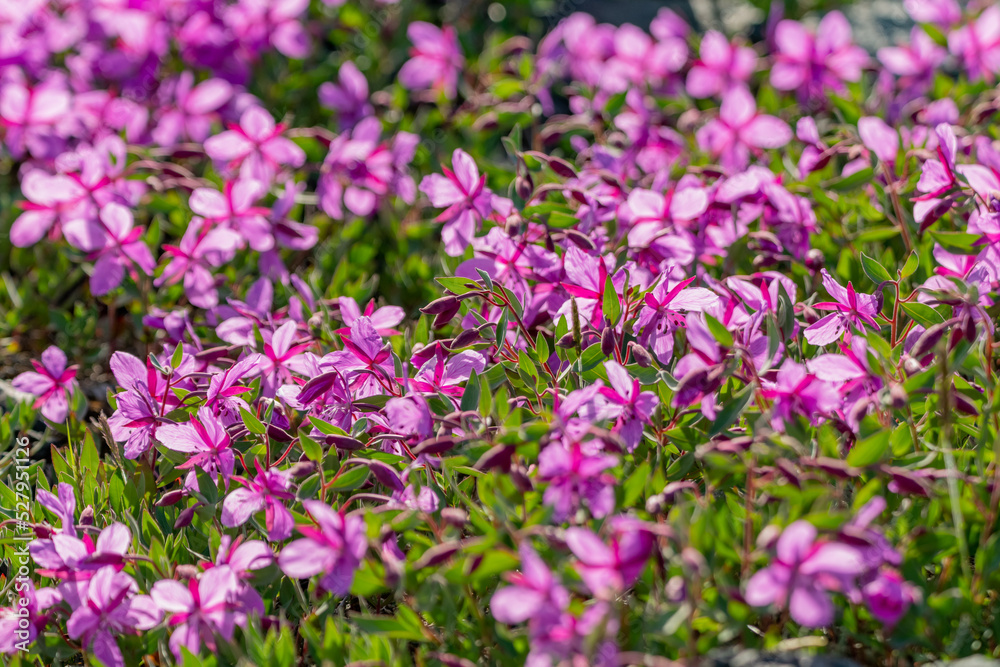 Wilderness Fireweed flowers seen in northern Yukon Territory during summer time. Wilderness Fireweed flowers seen in northern Yukon Territory during summer time.