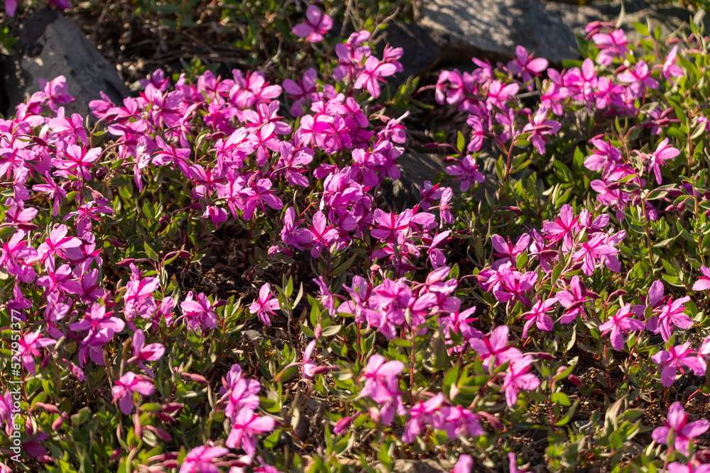 Dwarf Fireweed flowers in arctic Canada during summer time. 