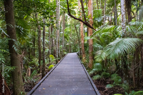 Tropical forest walkway on a warm day