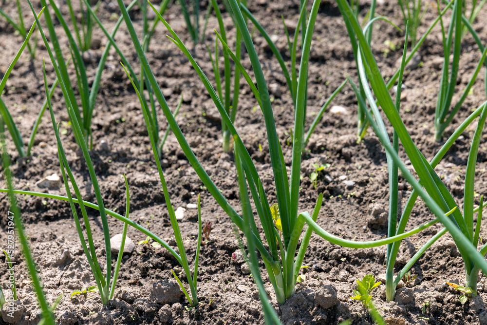 Growing green onions in the field Growing green onions in the field