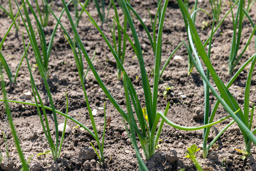 Growing green onions in the field