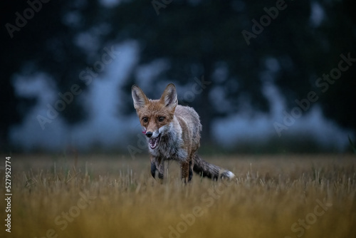 Fox on the run. Bohemian-Moravian Highlands. Czechia.
