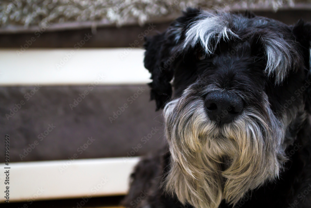 Giant Schnauzer rests looking into the camera lens. Close-up.