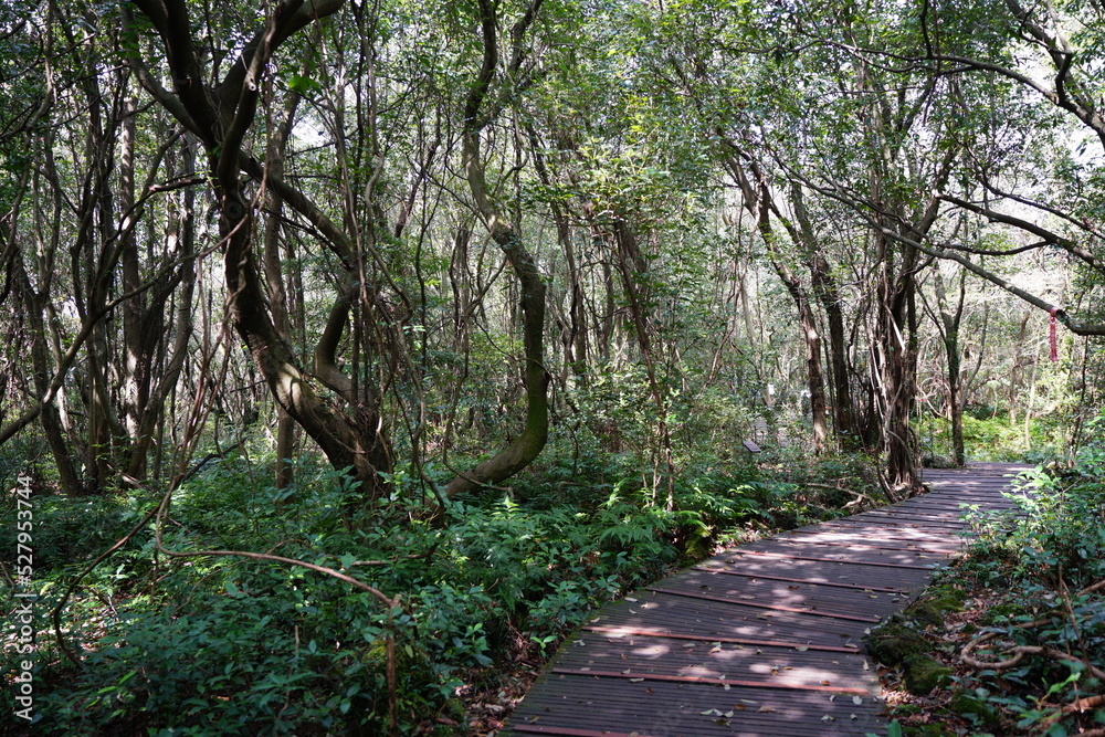 Naklejka premium old trees and walkway in spring forest