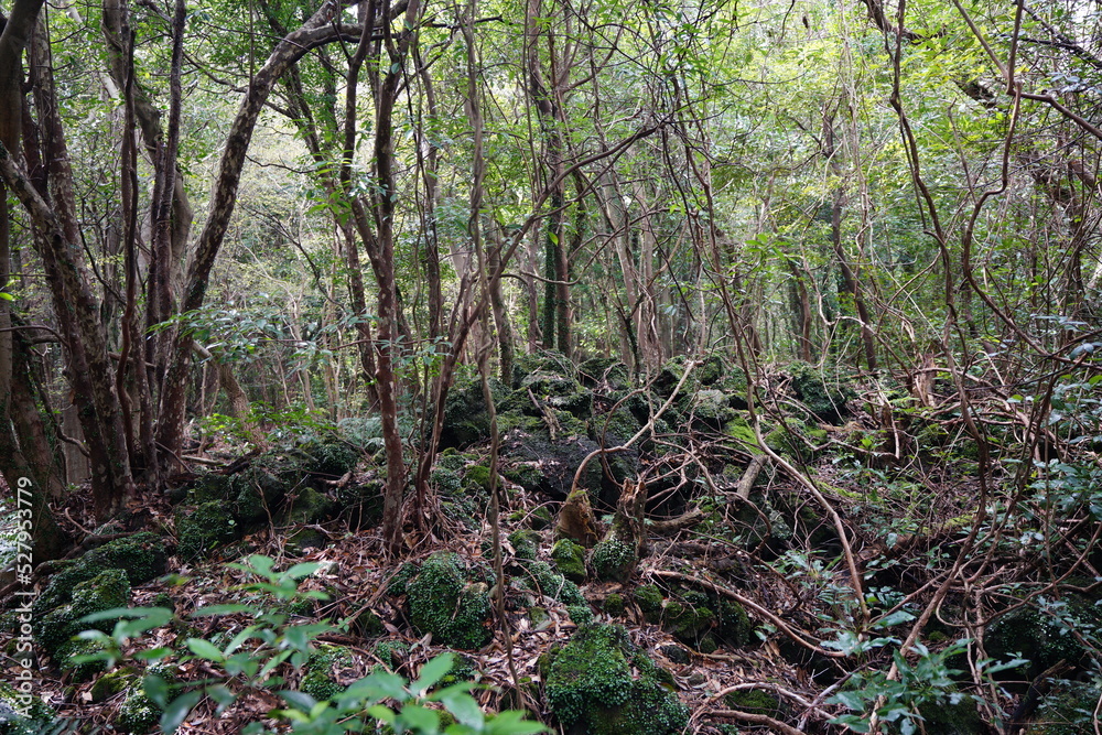 thick wild forest with old trees and mossy rocks thick wild forest with old trees and mossy rocks